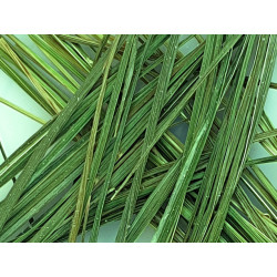 ORGANIC NATURAL ŻUBRÓWKA GRASS FOR 5-10 LITERS