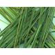 ORGANIC NATURAL ŻUBRÓWKA GRASS FOR 5-10 LITERS